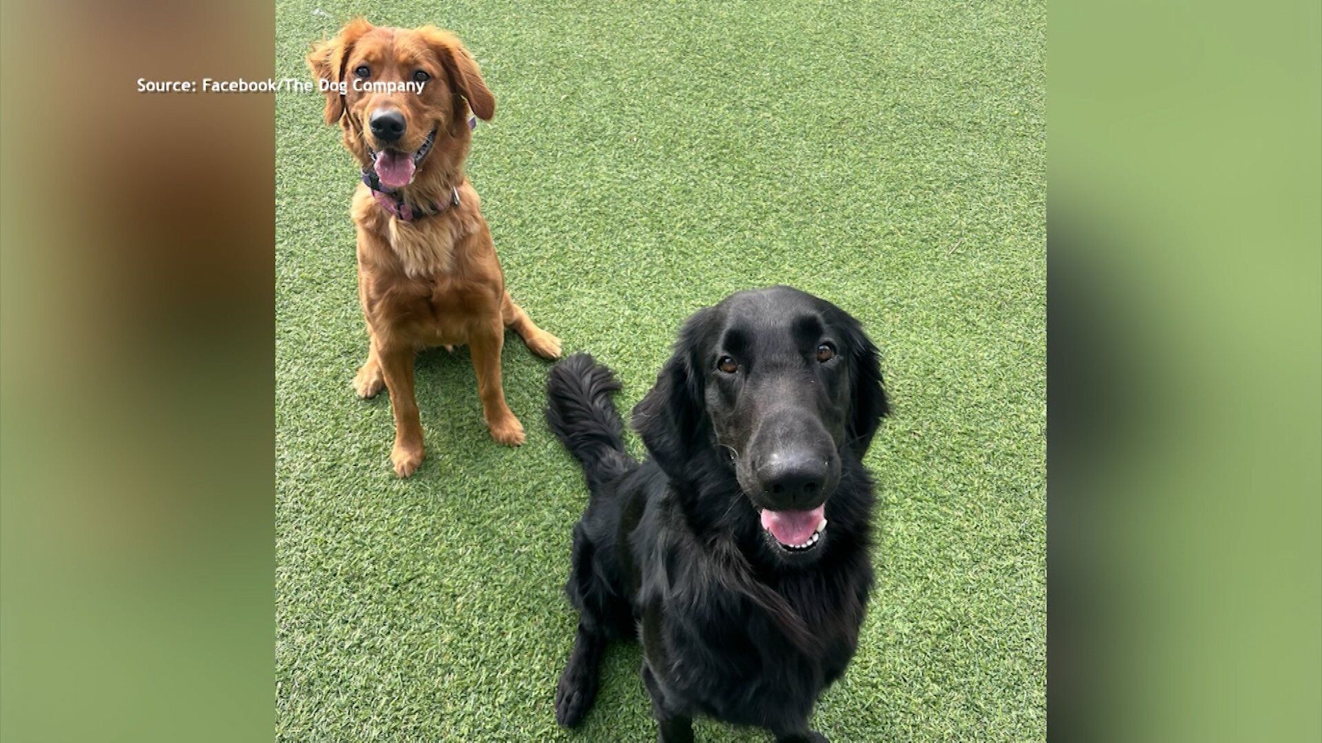 We Meet With The Dog Company To Learn How They Help Train Newly Adopted Dogs